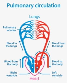 Pulmonary Circulation Diagram - Pulmonary Circulation Simple Diagram, HD Png Download, Transparent PNG