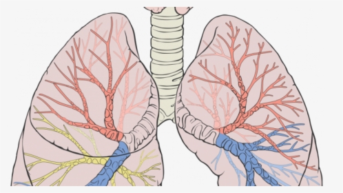 Remove Water In Lungs, HD Png Download, Transparent PNG