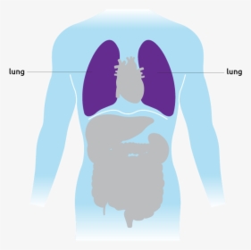 This Is Where The Lungs Are Situated In The Torso - Illustration, HD Png Download, Transparent PNG