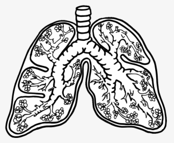 simple lungs diagram