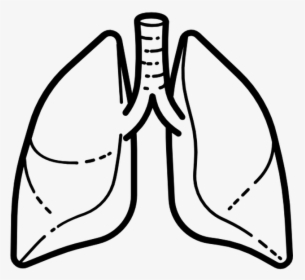 Lung Icon Vector Png, Transparent Png, Transparent PNG