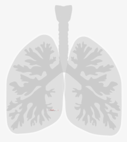 Lungs Clip Art, HD Png Download, Transparent PNG