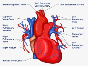 Biology Heart Diagram, HD Png Download, Transparent PNG