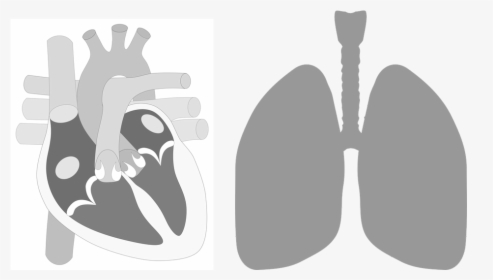 Heart-lung - Human Heart Parts Png, Transparent Png, Transparent PNG