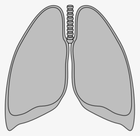 Transparent Lungs Clip Art - Outline Of A Lung, HD Png Download, Transparent PNG