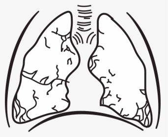 Plain Lungs, HD Png Download, Transparent PNG