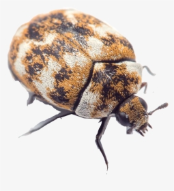 Bugs Png Free Image Download - Small White Beetles In House, Transparent Png, Transparent PNG