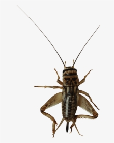 Download Png Image - Cricket Bug Transparent Background, Png Download, Transparent PNG