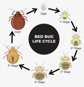 Bedbug - Bed Bugs, HD Png Download, Transparent PNG
