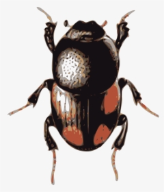 Volkswagen Beetle Clip Art - Beetle Clipart, HD Png Download, Transparent PNG