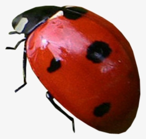 Lady Bug Png Free Download - Ladybug With Transparent Background, Png Download, Transparent PNG