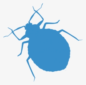 Weevil, HD Png Download, Transparent PNG