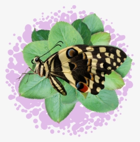 Bugs Png, Transparent Png, Transparent PNG