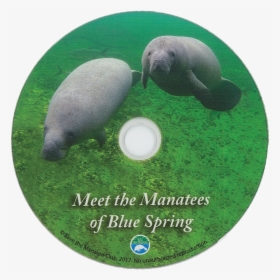 Meet The Manatees Of Blue Spring Dvd - Marine Mammal, HD Png Download, Transparent PNG