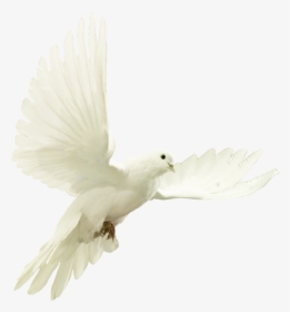 Transparent Dove - Star Of David And Doce, HD Png Download, Transparent PNG