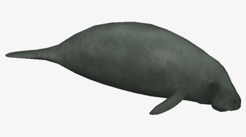 Africanmanatee - Dugong, HD Png Download, Transparent PNG