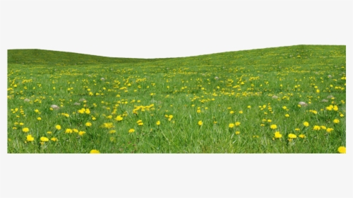 #field #grass #flowers - Png Grass And Flowers, Transparent Png, Transparent PNG