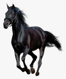 American Paint Horse Howrse Black - Running Black Horse Png, Transparent Png, Transparent PNG