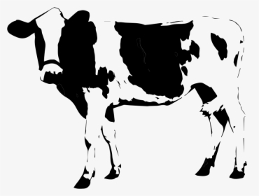 Transparent Cow Icon Png - Cow On White Background, Png Download, Transparent PNG