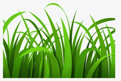 Best Grass Clipart - Grass Clipart, HD Png Download, Transparent PNG