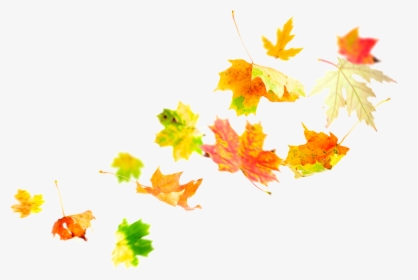 Transparent Fall Leaves Border Png - Transparent Leaves In The Wind Png, Png Download, Transparent PNG