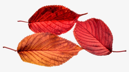 Autumn, Leaves, Leaf, Transparent, Fall Color, Colorful - Autumn Leaves Png, Png Download, Transparent PNG