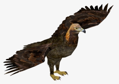 Eastern Imperial Eagle Png - Wedge Tailed Eagle Png, Transparent Png, Transparent PNG