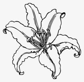 Tiger Lily, Lily, Flower, Outline - Black And White Lily Clip Art, HD Png Download, Transparent PNG