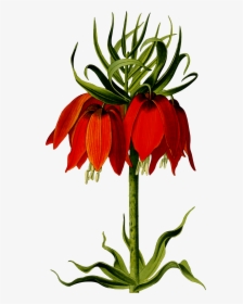 Crown Imperial Clip Arts - Crown Imperial Lily Drawing, HD Png Download, Transparent PNG