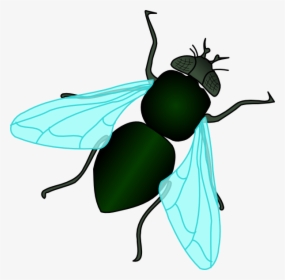 Green House Fly Svg Clip Arts - Fly Clipart, HD Png Download, Transparent PNG