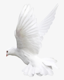 White Flying Pigeon Png Image - Pavuram Images Hd Download, Transparent Png, Transparent PNG