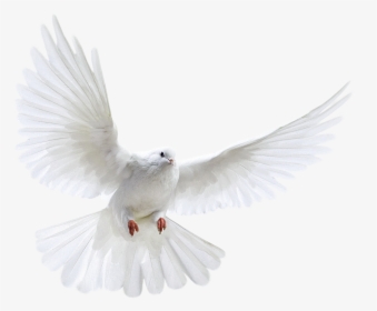 White Flying Pigeon Png Image - Nipsey Hussle Angel Wings, Transparent Png, Transparent PNG