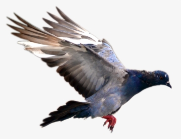 Flying Pigeon Png Image - Pigeon Bird Flying Png, Transparent Png, Transparent PNG