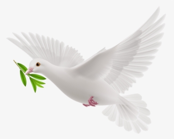 Transparent Flying Pigeon Png - White Flying Pigeon Png, Png Download, Transparent PNG
