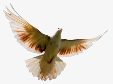 Pigeon Png Transparent Image - Pigeon Pic For Cover, Png Download, Transparent PNG