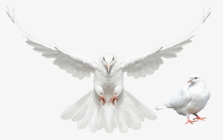 Dove Spreading Its Wings, HD Png Download, Transparent PNG
