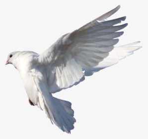 Rock Dove Columbidae Bird Flight - Typical Pigeons, HD Png Download, Transparent PNG