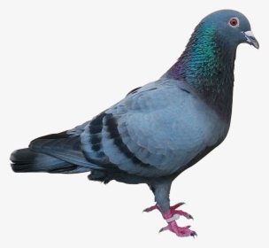 Pigeon Png, Transparent Png, Transparent PNG