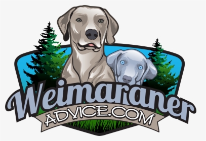 Answering Your Questions About Weims - Weimaraner, HD Png Download, Transparent PNG