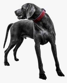 Labrador Retriever Weimaraner Puppy - Transparent Dog Png, Png Download, Transparent PNG