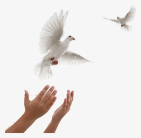 Flying Dove Transparent, HD Png Download, Transparent PNG