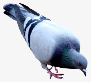 Pigeon Png, Transparent Png, Transparent PNG