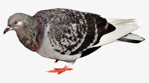 Pigeon Fly Png - Holub Mestský, Transparent Png, Transparent PNG