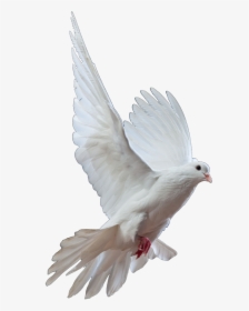 Homing Pigeon Columbidae Bird Doves As Symbols Release - Could You Leave Me Standing Alone, HD Png Download, Transparent PNG