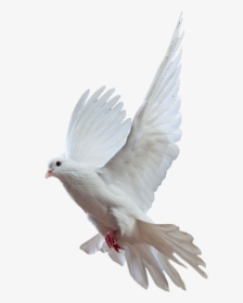 Kabutar Png - Full Hd Pigeon Png, Transparent Png, Transparent PNG