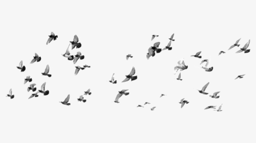Many Birds Flying, HD Png Download, Transparent PNG