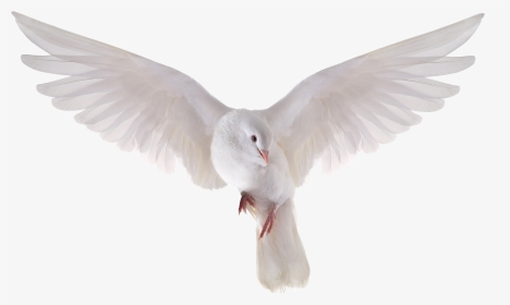 Transparent Holy Spirit Dove Clipart - Transparent Background Pigeon Png, Png Download, Transparent PNG