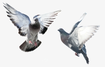 Flying Pigeons On Transparent Background, HD Png Download, Transparent PNG