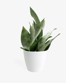 Sansevieria Moonshine Small - Transparent Small Plant Png, Png Download, Transparent PNG