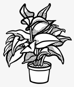 Drawing Black And White - Clip Art Black And White Plant, HD Png Download, Transparent PNG